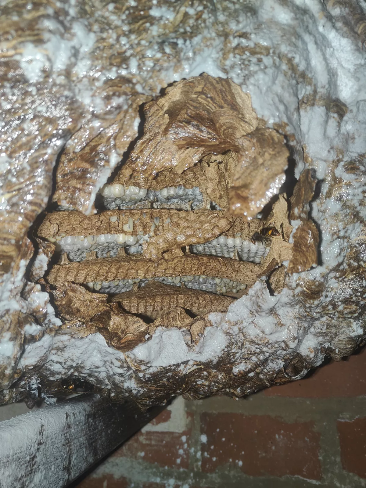 Preuve intervention Nid de frelons asiatique dans un garage à Étampes (91) - Essonne Nuisibles