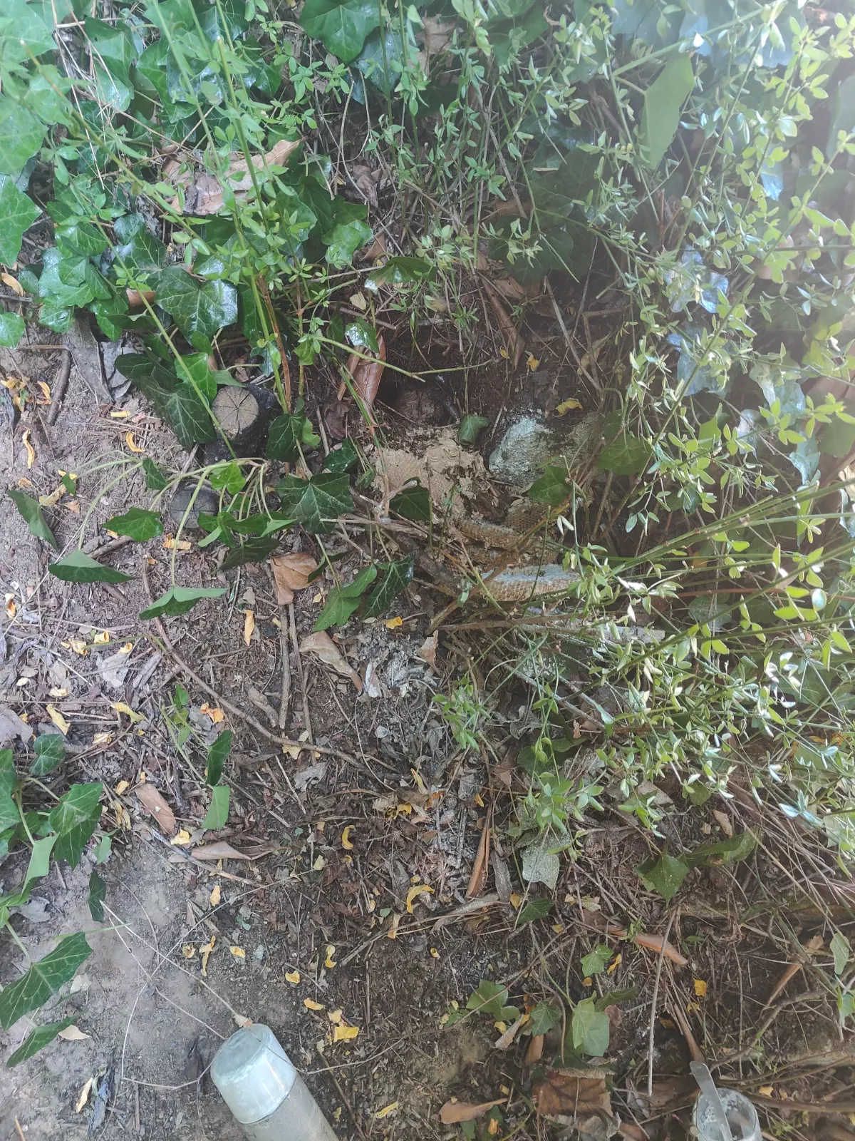 Preuve intervention Nid de guêpes enterré  à Janville-sur-Juine (91) - Essonne Nuisibles