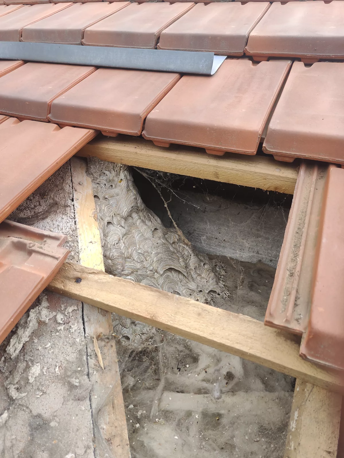 Preuve intervention Nid de guêpes sous un toiture à Lardy (91) - Essonne Nuisibles